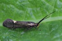 Esperia sulphurella