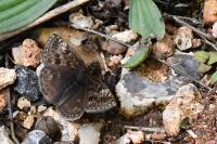 Erynnis tages