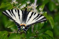Iphiclides podalirius