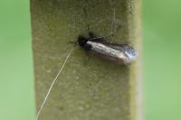 Adela reaumurella