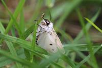 Spilosoma lubricipeda