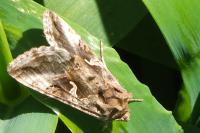 Autographa gamma
