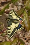 Papilio machaon