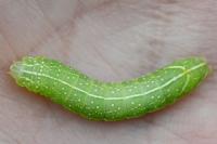 Amphipyra pyramidea
