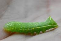 Amphipyra pyramidea