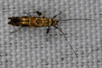 Gracillaria syringella