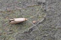Nematopogon