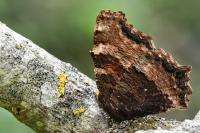 Nymphalis polychloros