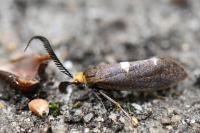 Incurvaria masculella