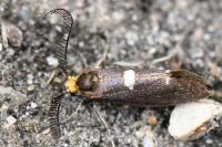 Incurvaria masculella