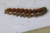 Euplagia quadripunctaria