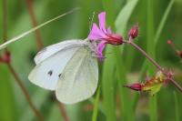 Pieris rapae