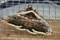 Saturnia pyri