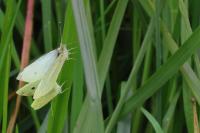 Pieris rapae