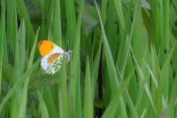 Anthocharis cardamines