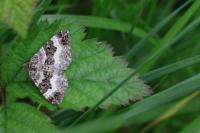 Epirrhoe alternata
