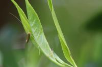 Nematopogon