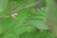 Anthophila fabriciana
