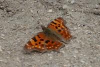 Polygonia c-album