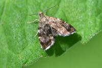 Anthophila fabriciana