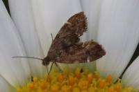 Anthophila fabriciana