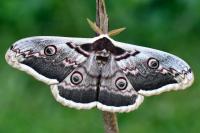 Saturnia pyri
