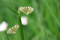 Anthocharis cardamines