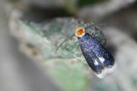 Stigmella catharticella