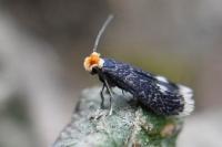 Stigmella catharticella