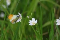 Anthocharis cardamines