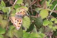 Nymphalis polychloros