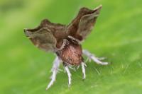 Choreutis nemorana