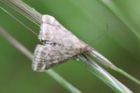 Pyrausta despicata