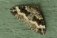 Epirrhoe alternata
