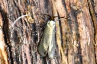 Adela reaumurella
