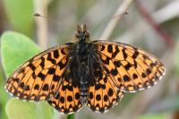 Boloria dia