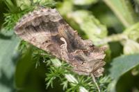 Autographa gamma