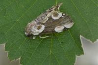 Thyatira batis