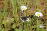 Lycaena tityrus