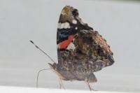 Vanessa atalanta