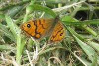 Lasiommata megera