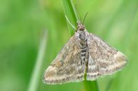 Pyrausta despicata