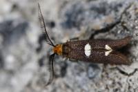 Incurvaria masculella