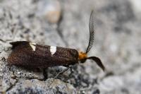 Incurvaria masculella