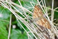 Ematurga atomaria