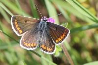 Aricia agestis