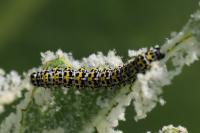Cucullia verbasci