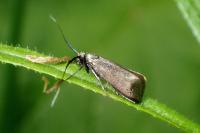 Cauchas rufimitrella