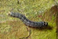 Archips xylosteana