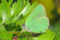 Callophrys rubi